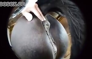 Phim khiêu dâm Zoophilia cho thấy một âm hộ ngựa ngon ngọt
